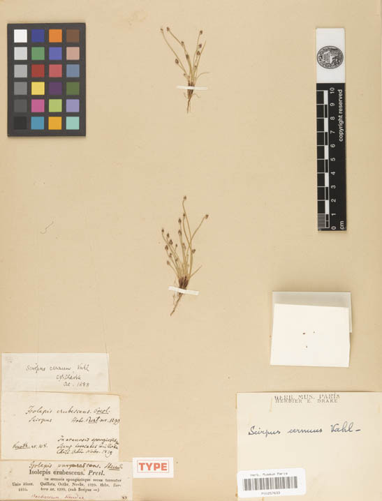 figura 2-isolepis